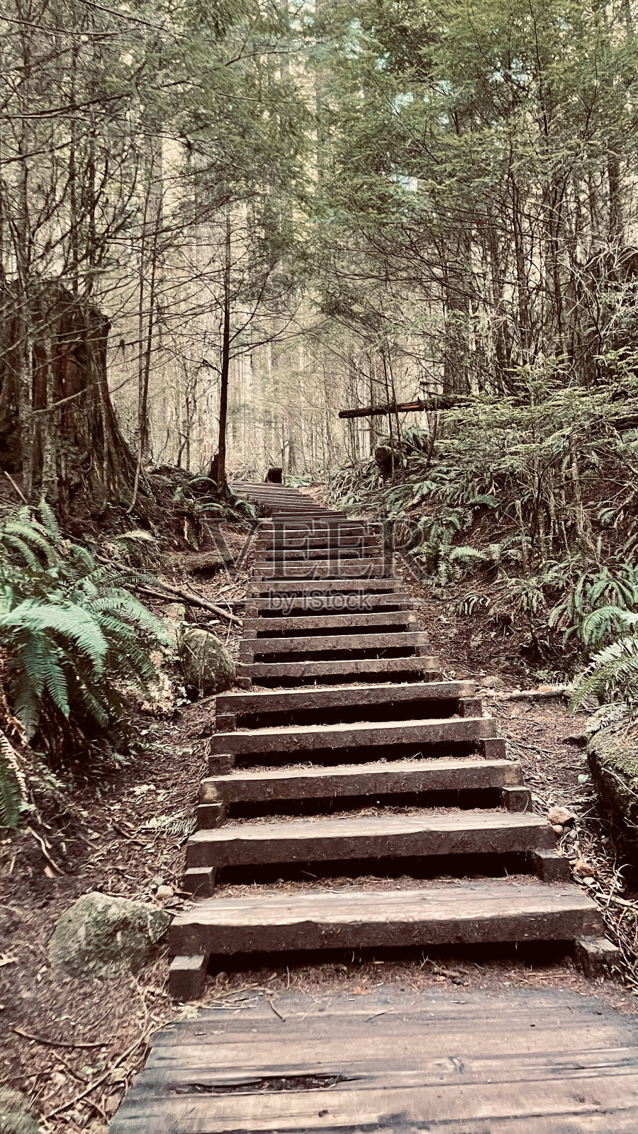 林恩谷公园靠近温哥华北部照片摄影图片