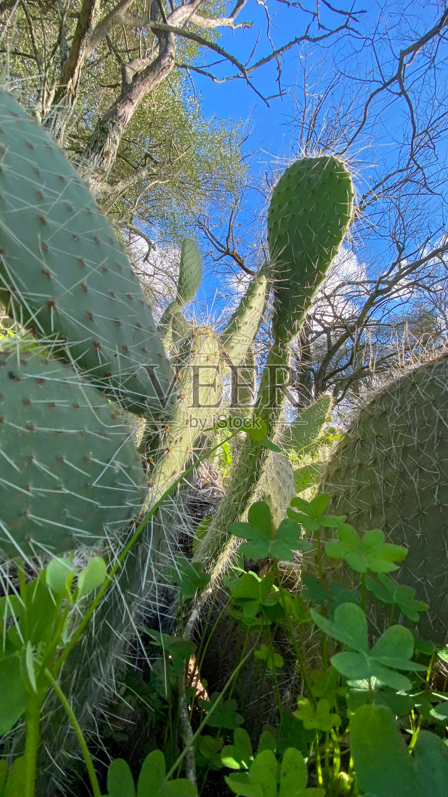 自然-植物-植物群照片摄影图片