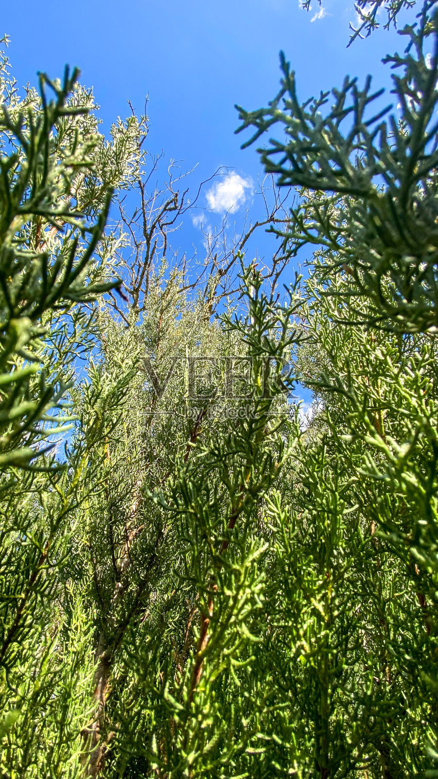 自然-植物-植物群照片摄影图片
