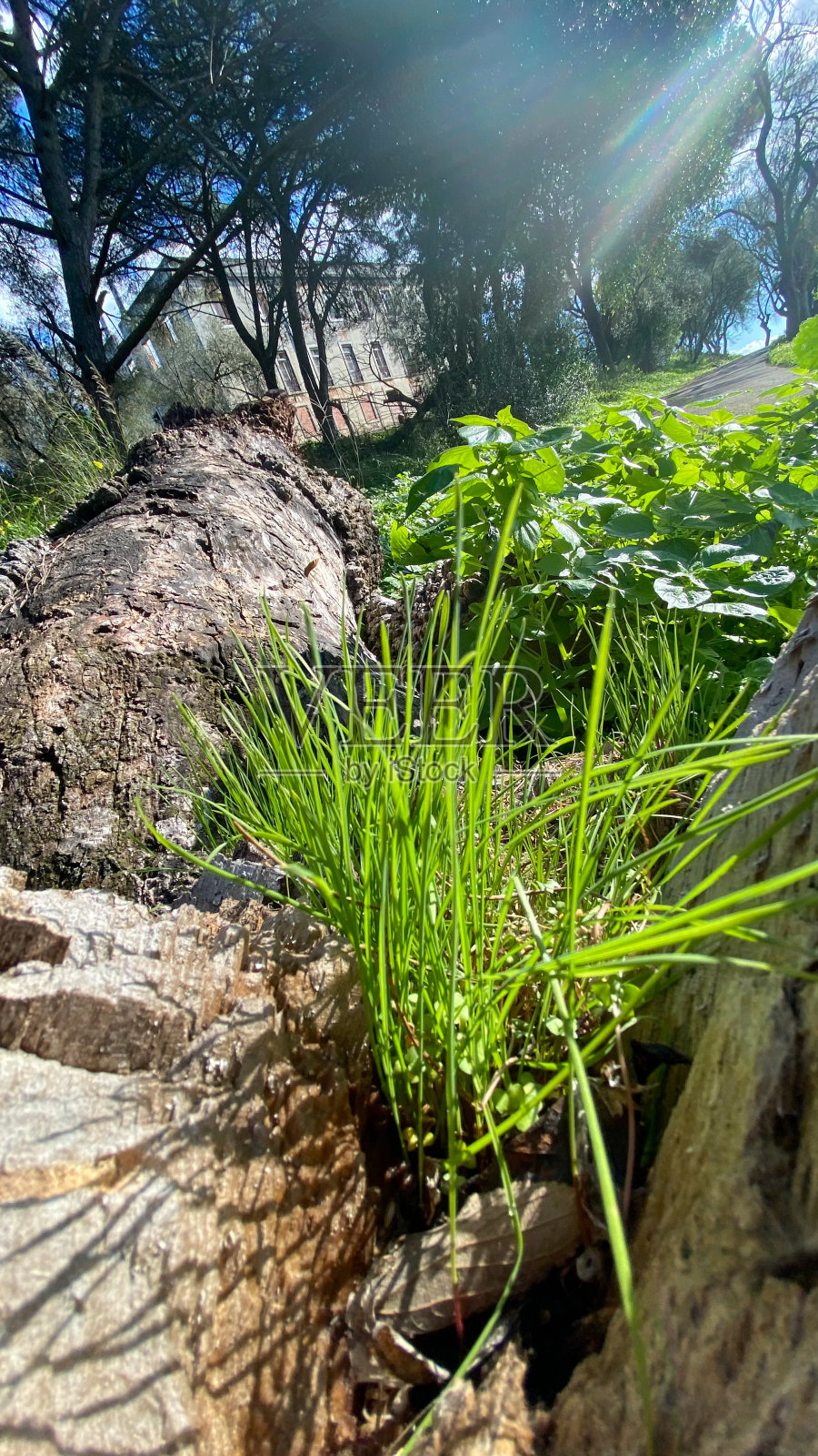 自然-植物-植物群照片摄影图片