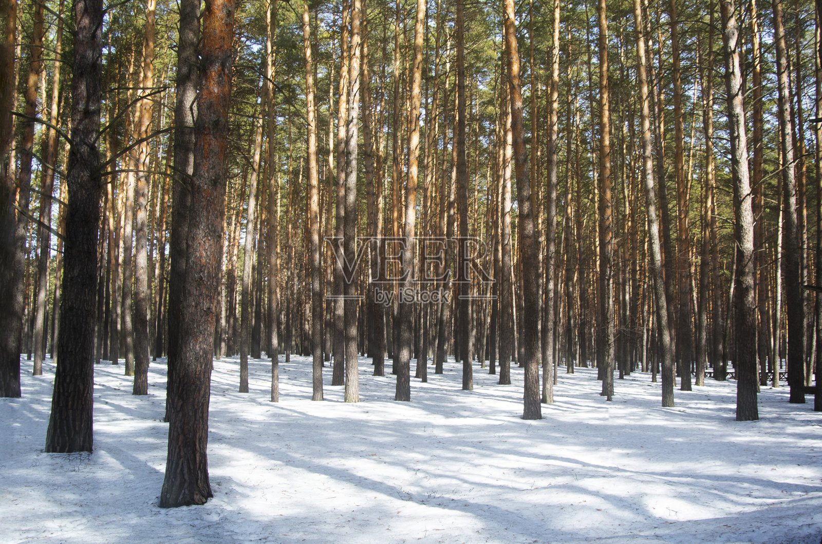 冬天松树林中的阳光灿烂的一天。阳光洒在雪地上照片摄影图片