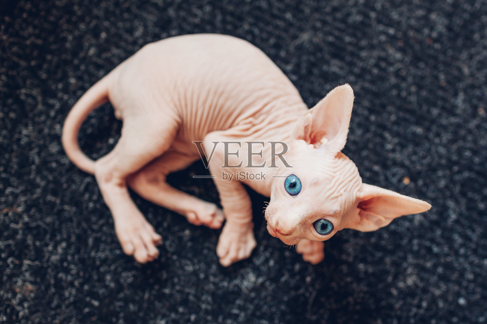 一只加拿大斯芬克斯猫躺在家里的地毯上。无毛的宠物有蓝色的眼睛。好奇的猫抬头看照片摄影图片