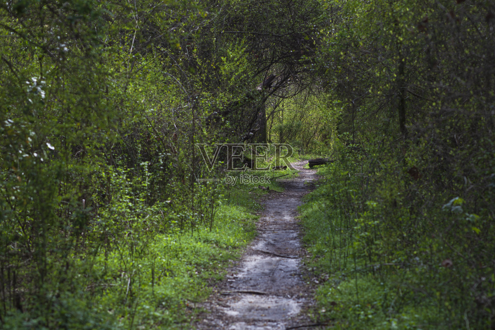 徒步旅行的小路穿过树林照片摄影图片