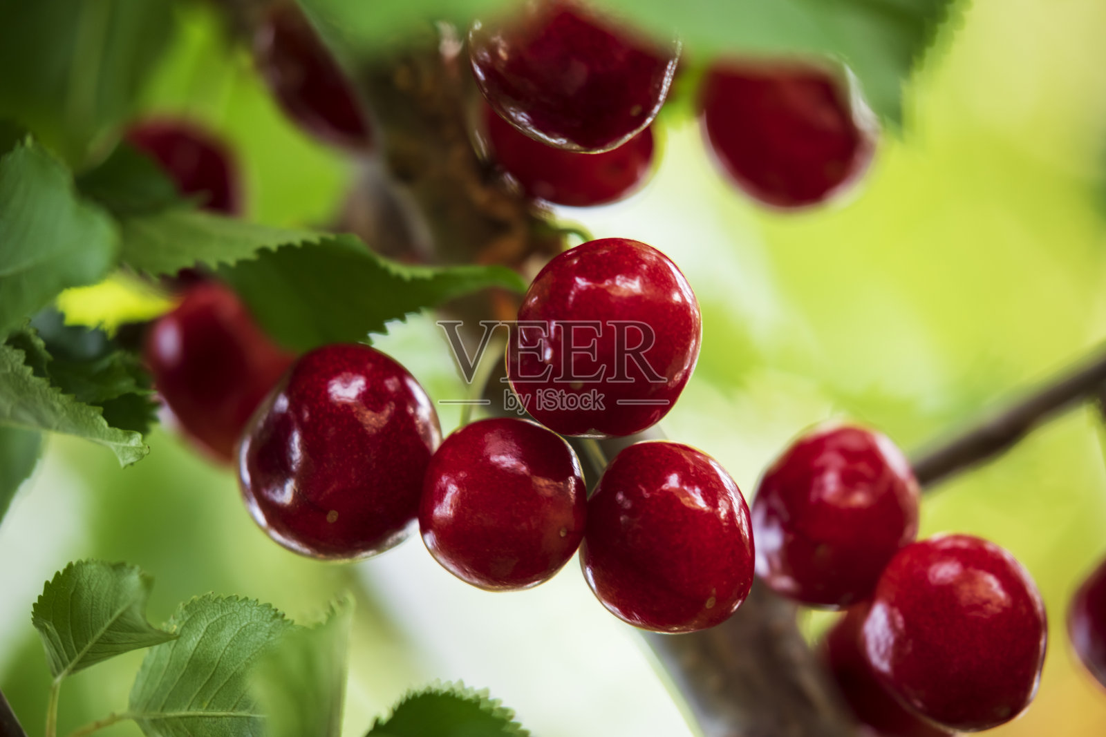 樱桃照片摄影图片