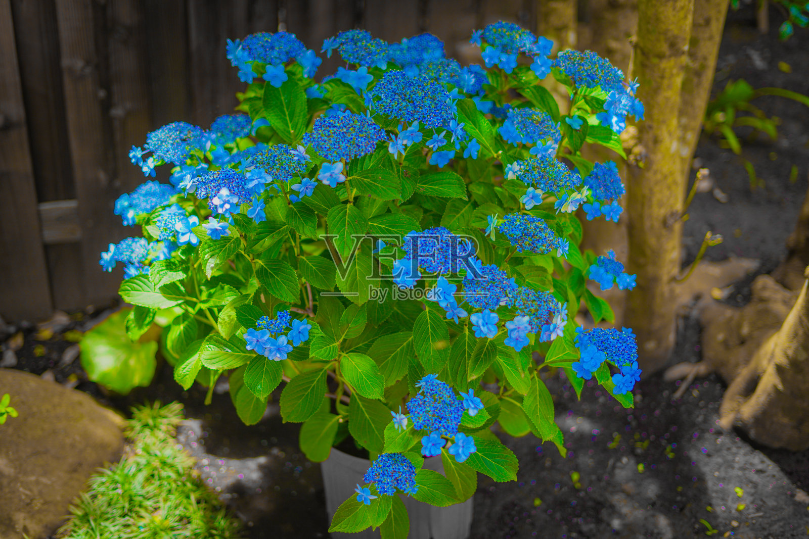 阿吉赛（6月）照片摄影图片