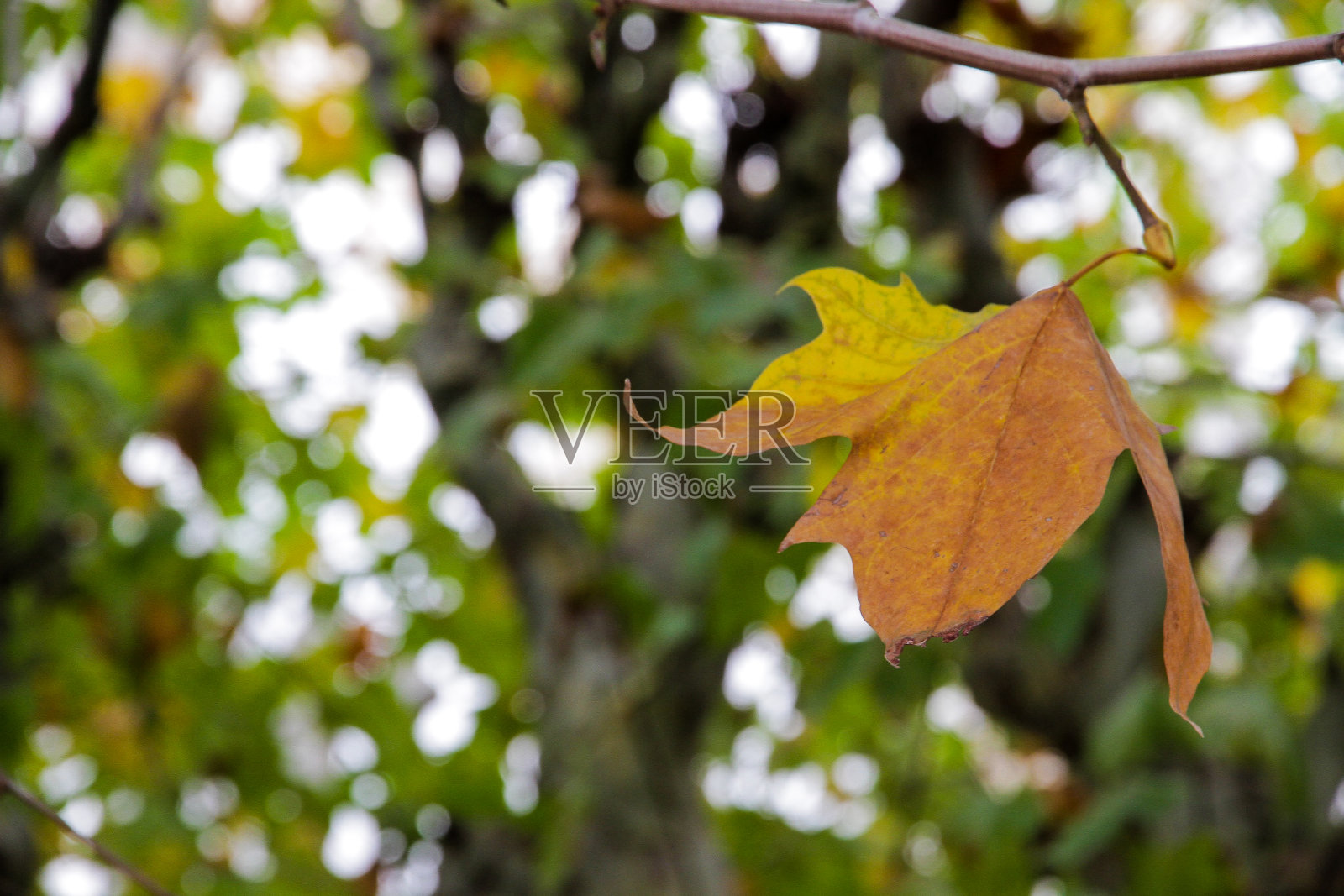 木本植物-植物。叶-叶-维管植物-秋天-黄色照片摄影图片