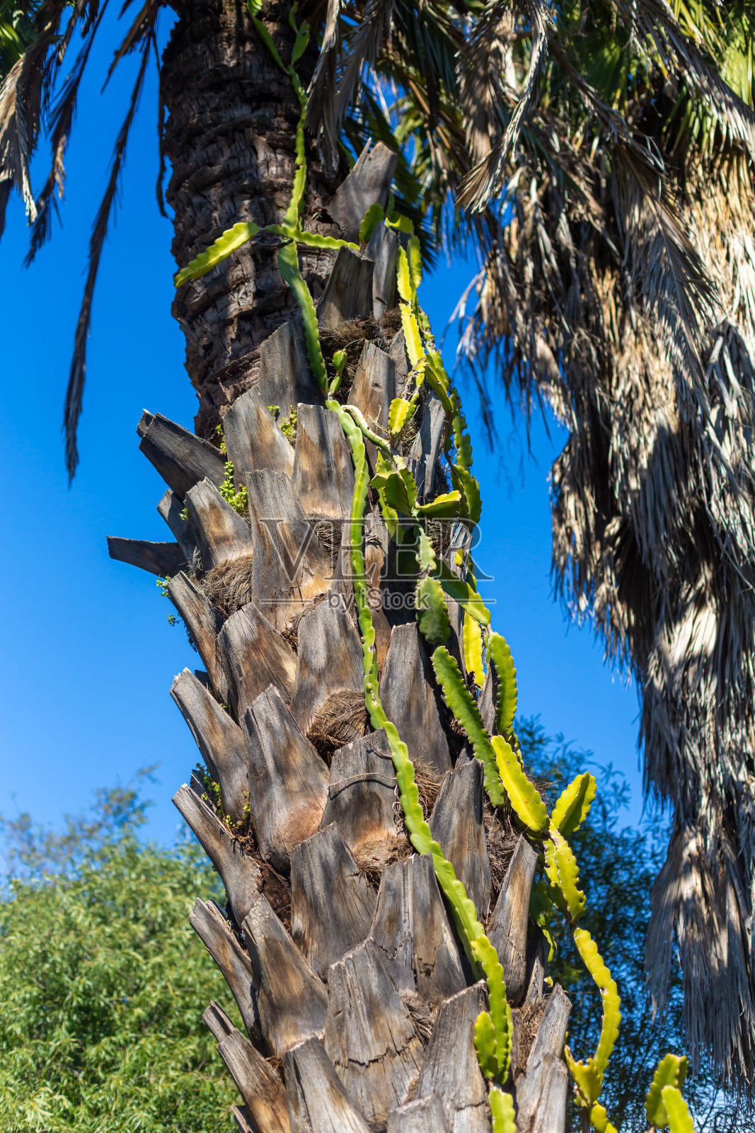 仙人掌缠绕着棕榈树的热带风光照片摄影图片