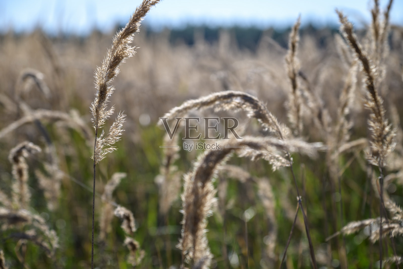 美丽的自然日落景观。金黄的麦穗紧贴着照片摄影图片