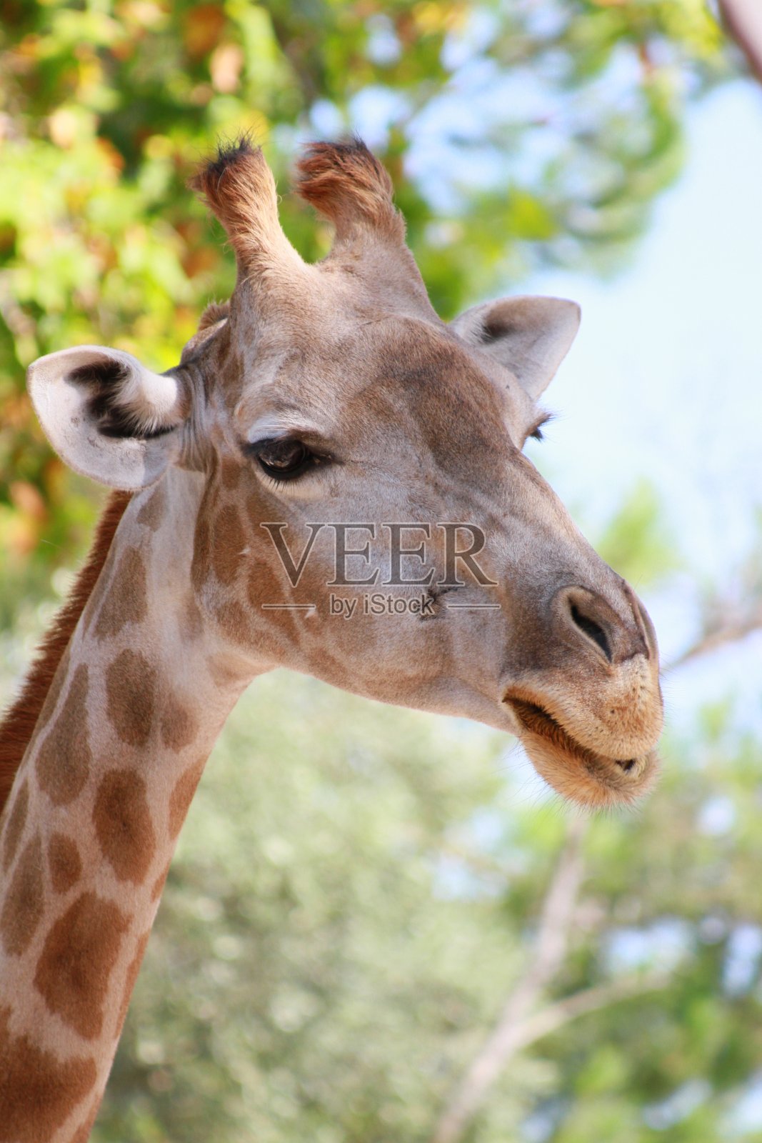 长颈鹿——动物——野生动物——自然照片摄影图片