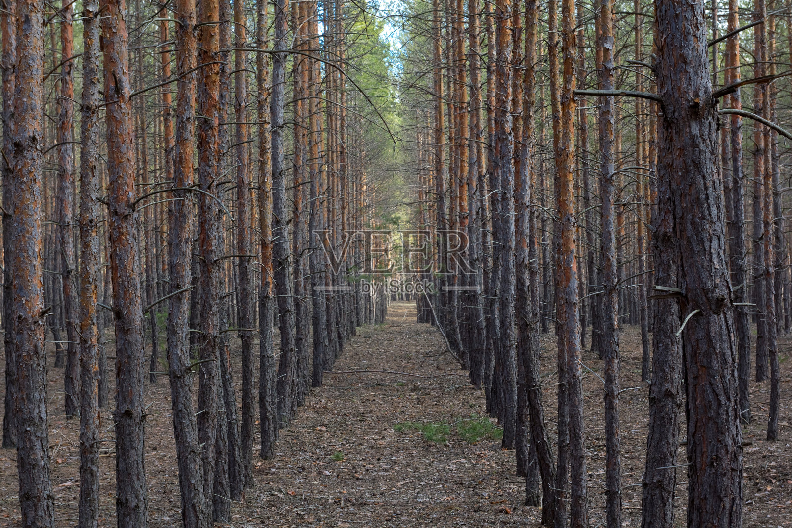 春松林照片摄影图片
