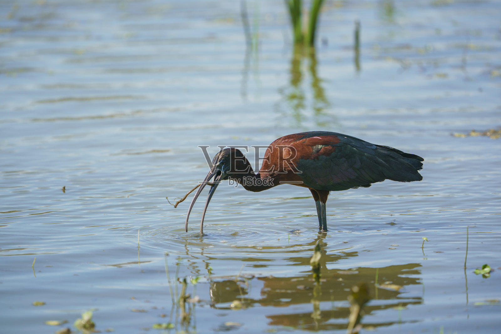 光泽宜必思（Plegadis falcinellus）照片摄影图片