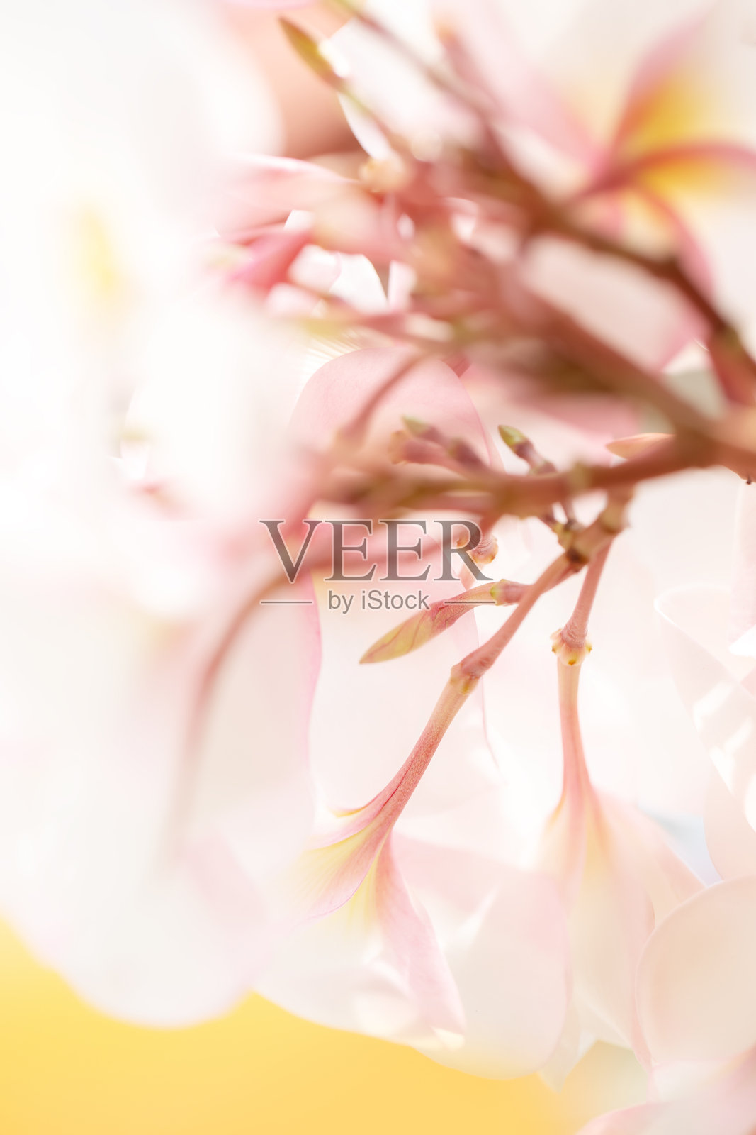 柔和而有选择性的聚焦春天的花朵。Plumeria鲜花的背景。照片摄影图片