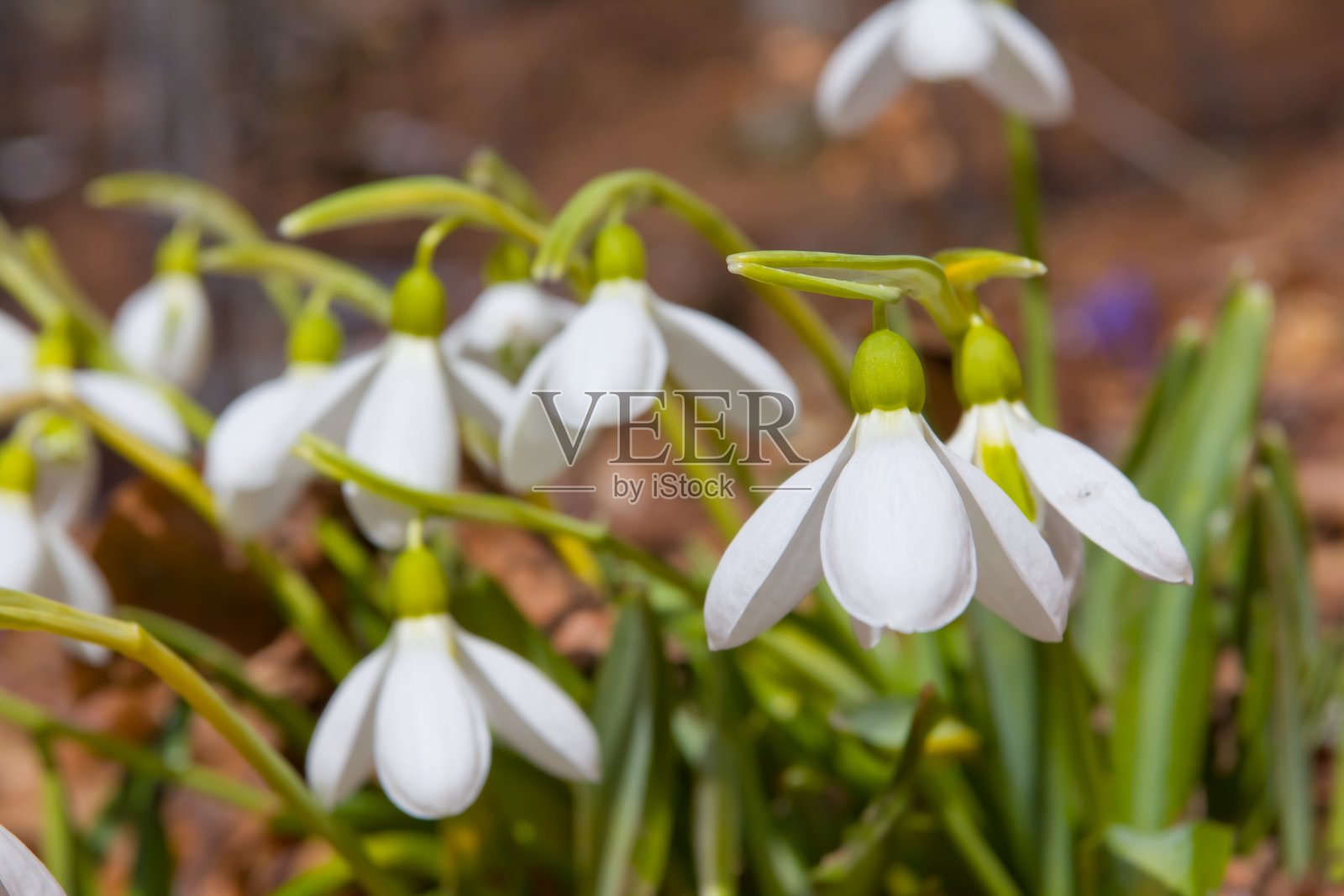美丽的春天雪花莲照片摄影图片
