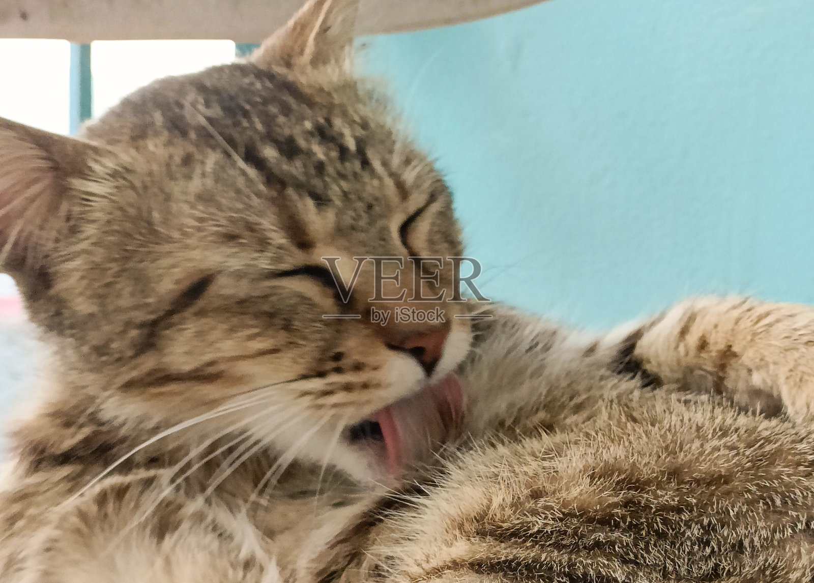 那只猫照片摄影图片