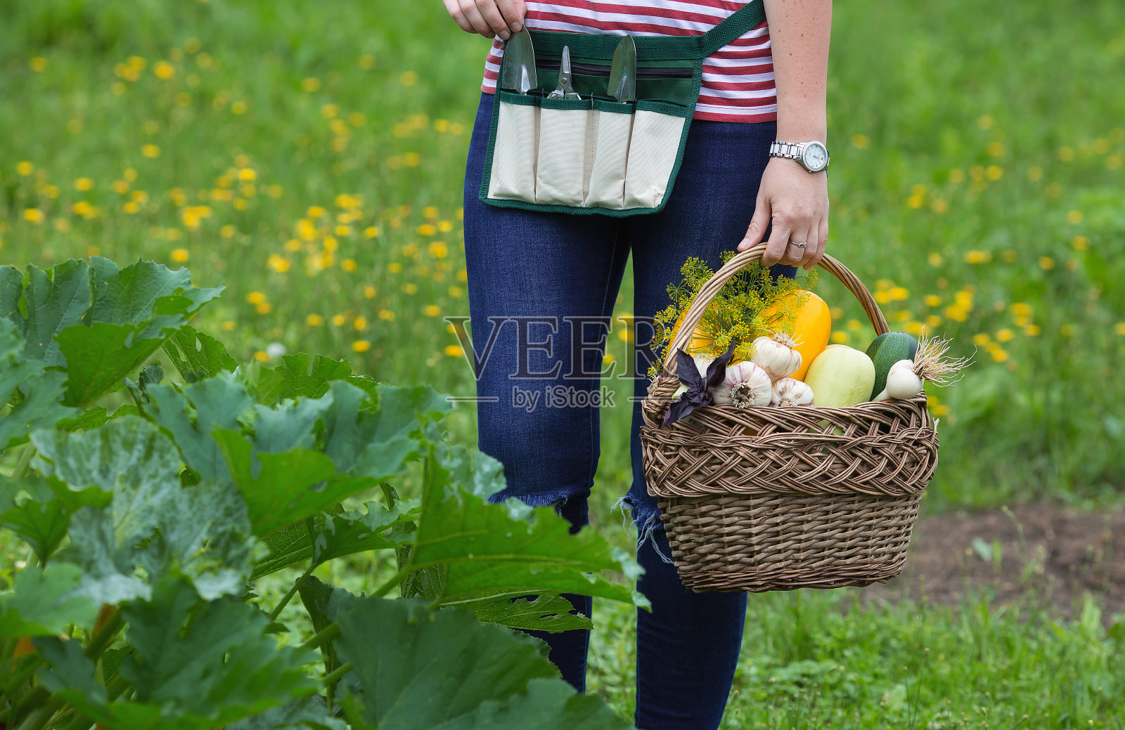 收割。蔬菜。花圃里的西葫芦蒜。一个女园丁手里拿着一个装满蔬菜的柳条篮子。照片摄影图片