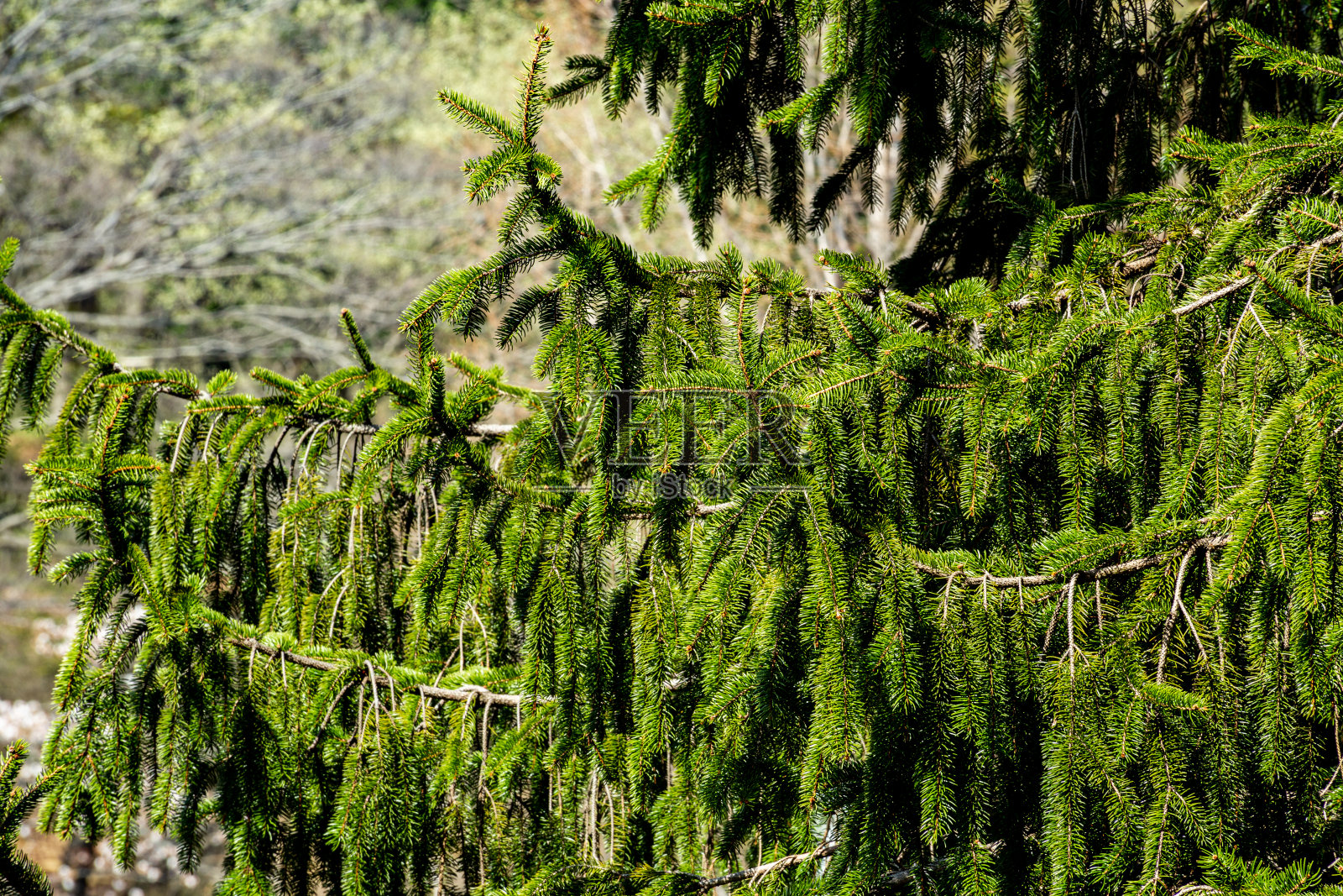 春天有许多细枝的挪威云杉。照片摄影图片