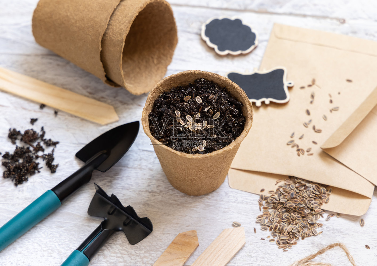 莳萝种子，可生物降解的花盆和园艺工具。室内园艺和萌发草本植物种子照片摄影图片