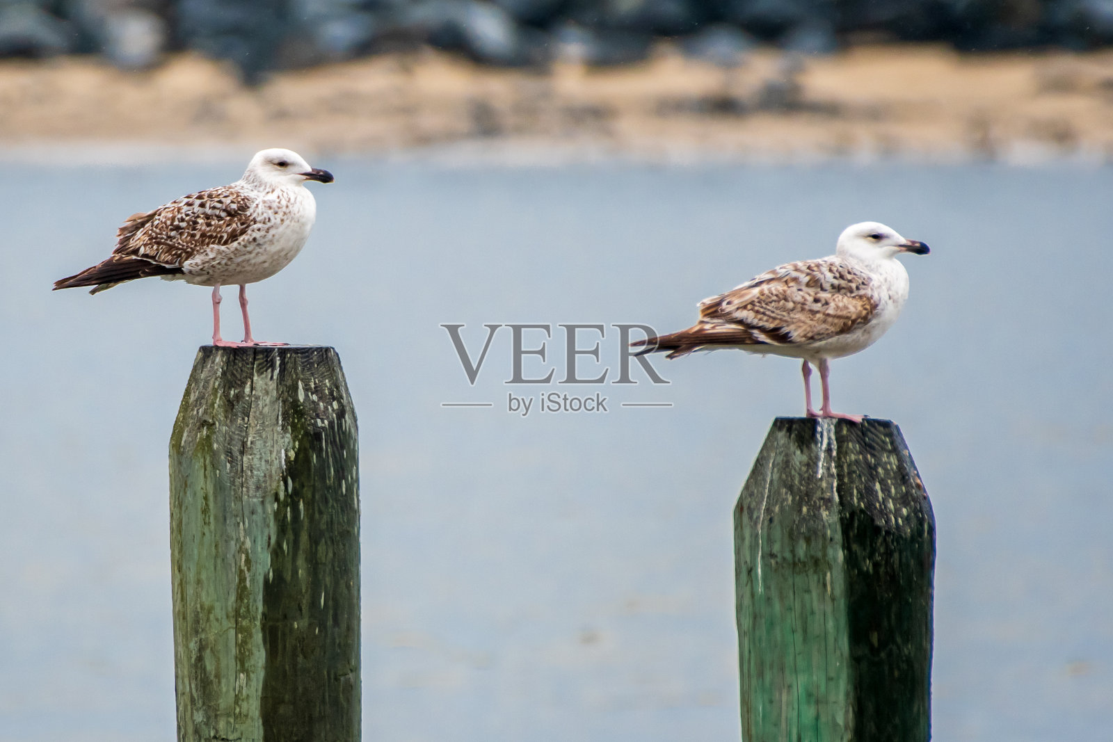 海鸥在桩上照片摄影图片