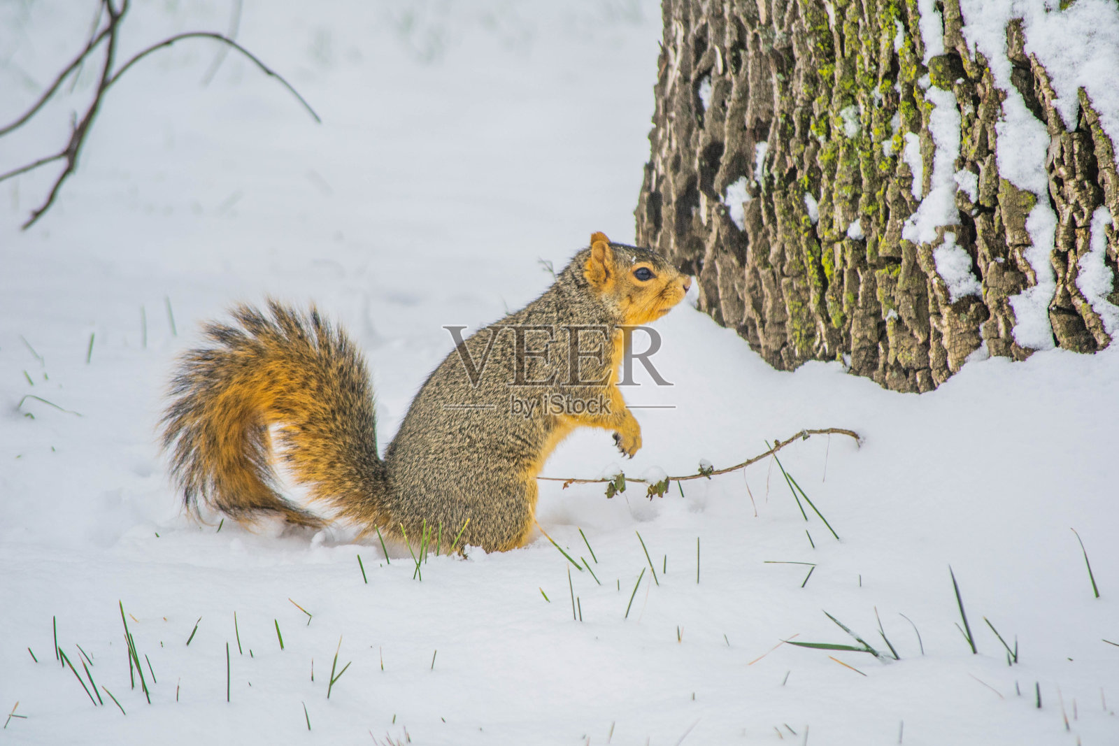 冬天的松鼠- 2照片摄影图片