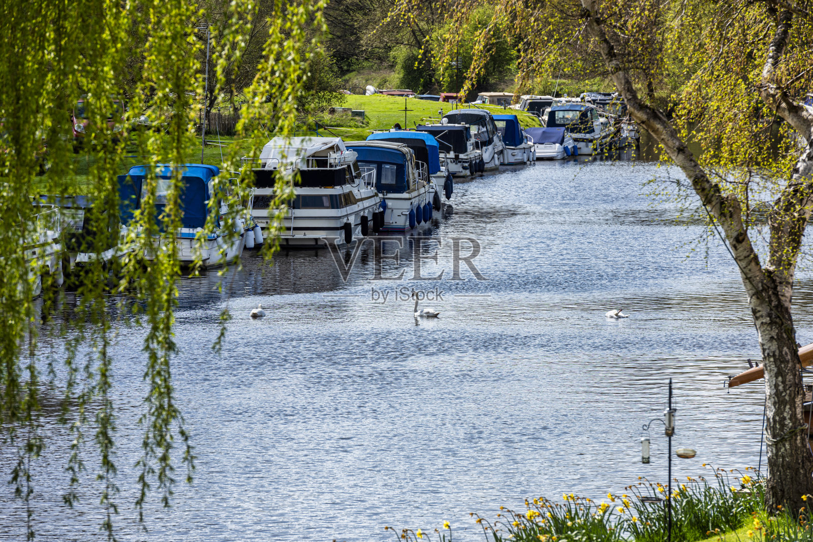 英国肯特郡梅德斯通附近的沃汀伯里河上的天鹅照片摄影图片
