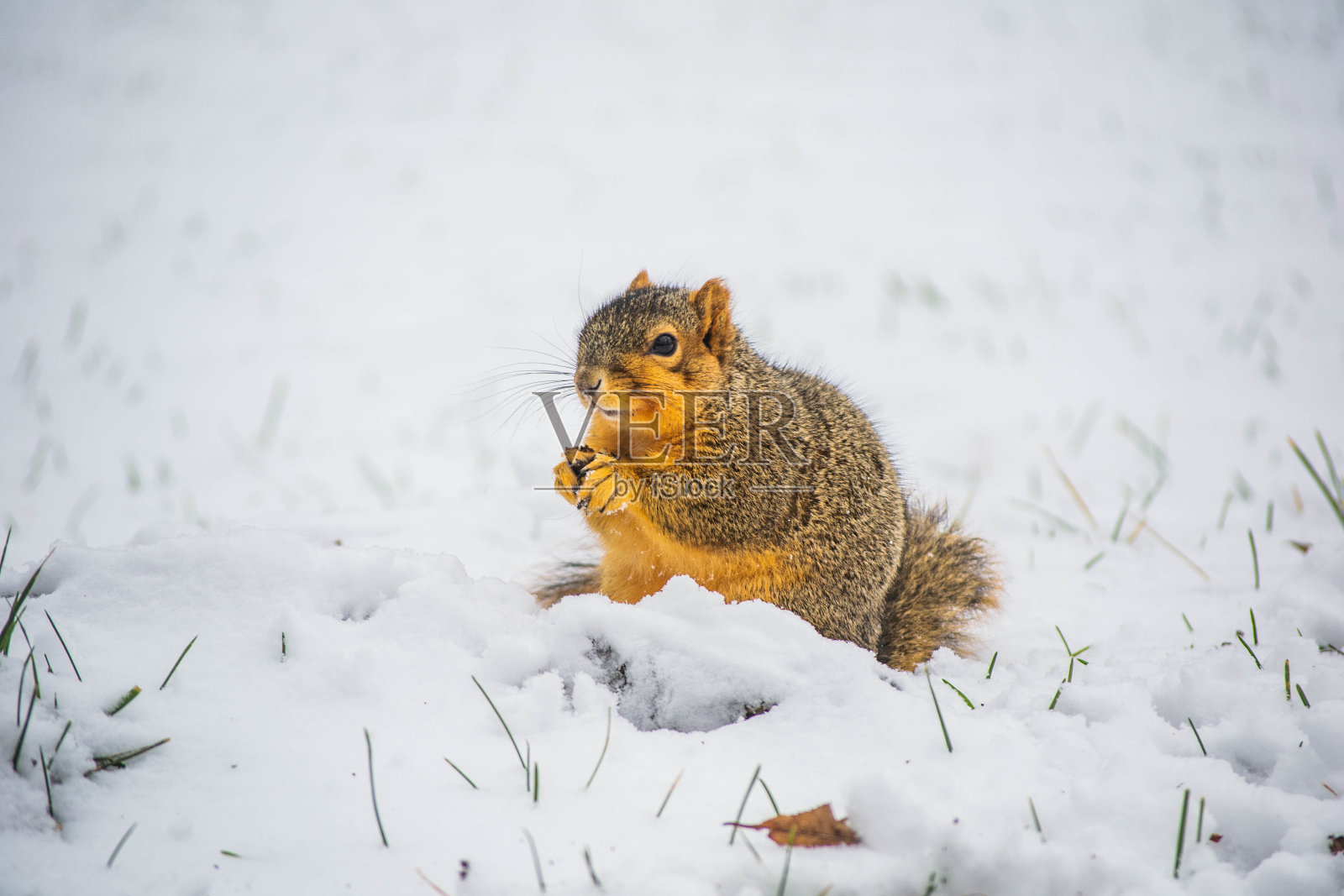 冬天的松鼠——20只照片摄影图片