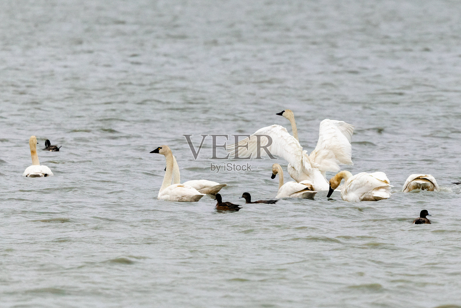 号手天鹅和鸭子在冰冻湖上交游照片摄影图片