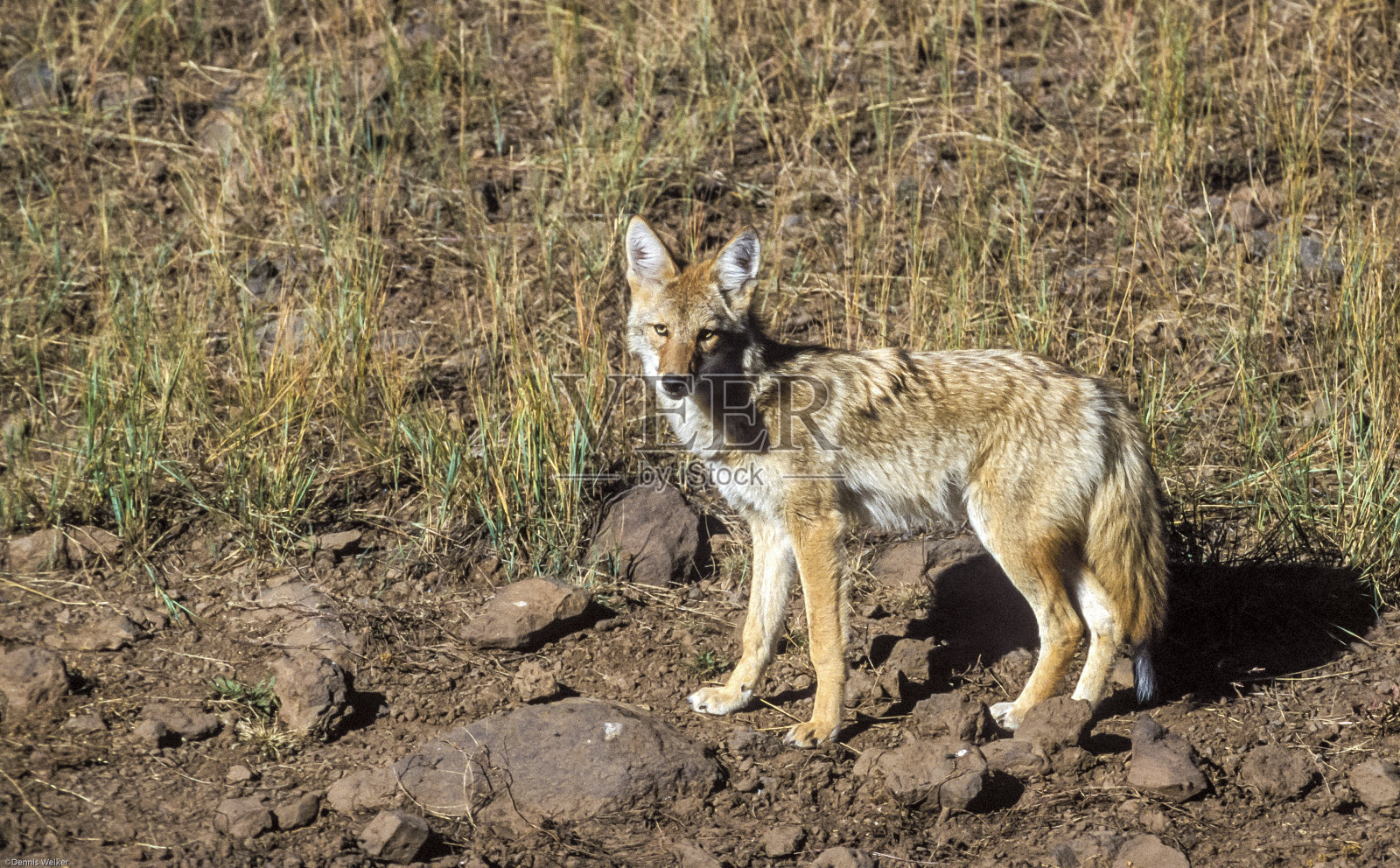 河边的郊狼照片摄影图片