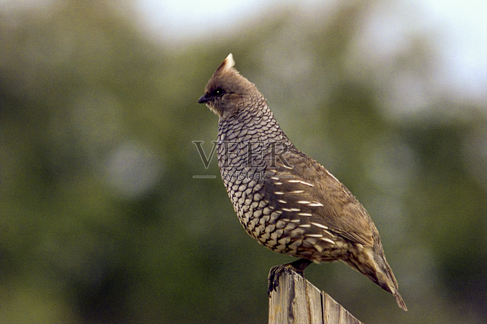 有鳞的鹌鹑在柱子上照片摄影图片