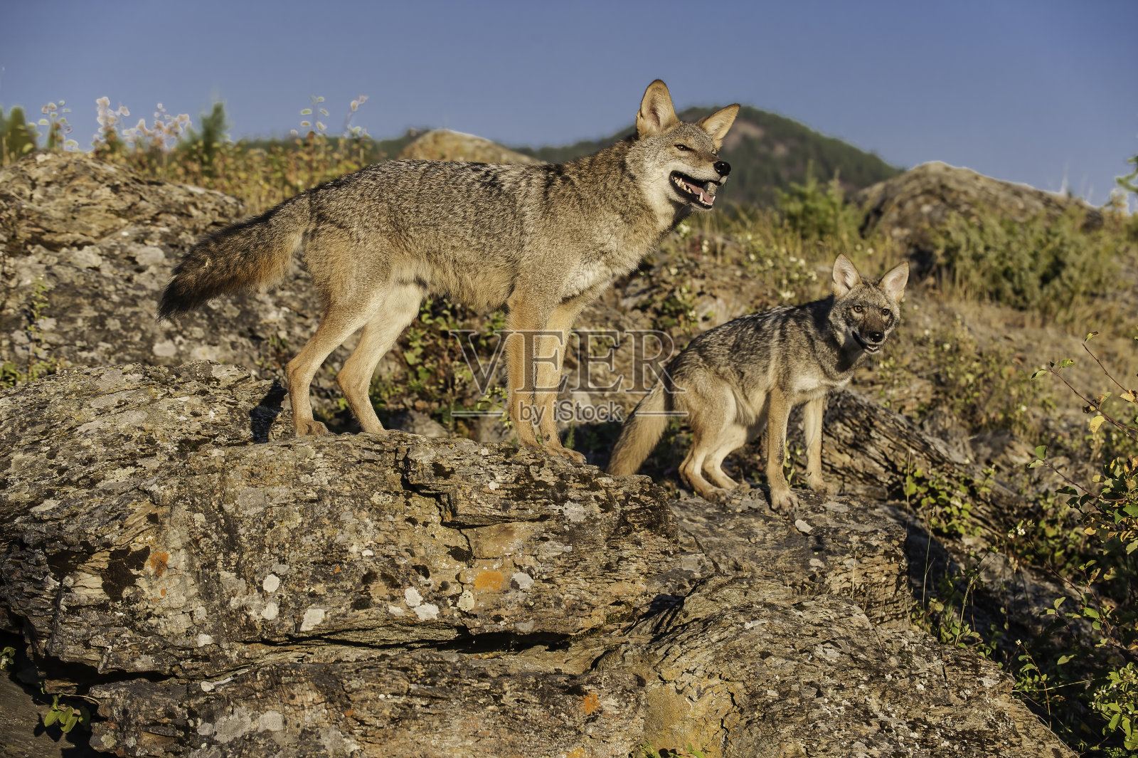 土狼，即美洲豺或草原狼，是一种遍布北美和中美洲的犬科动物，从南部的巴拿马到北部的墨西哥、美国和加拿大。犬科动物。蒙大拿。照片摄影图片