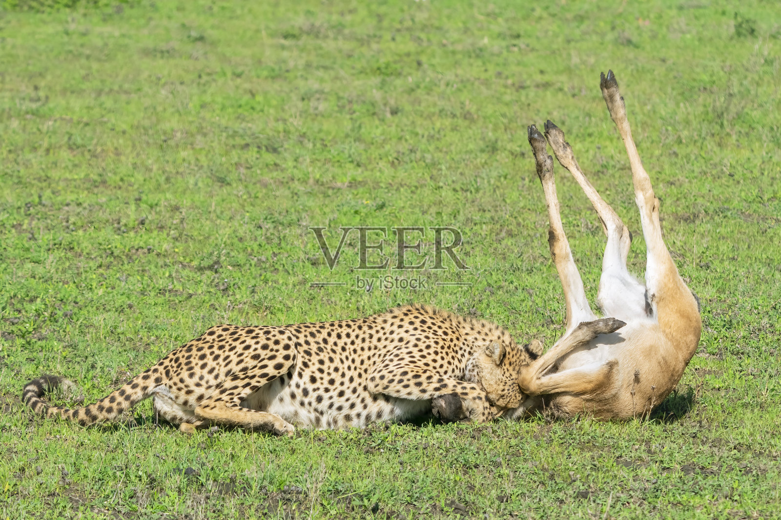 猎豹攻击一头年轻的牛羚照片摄影图片