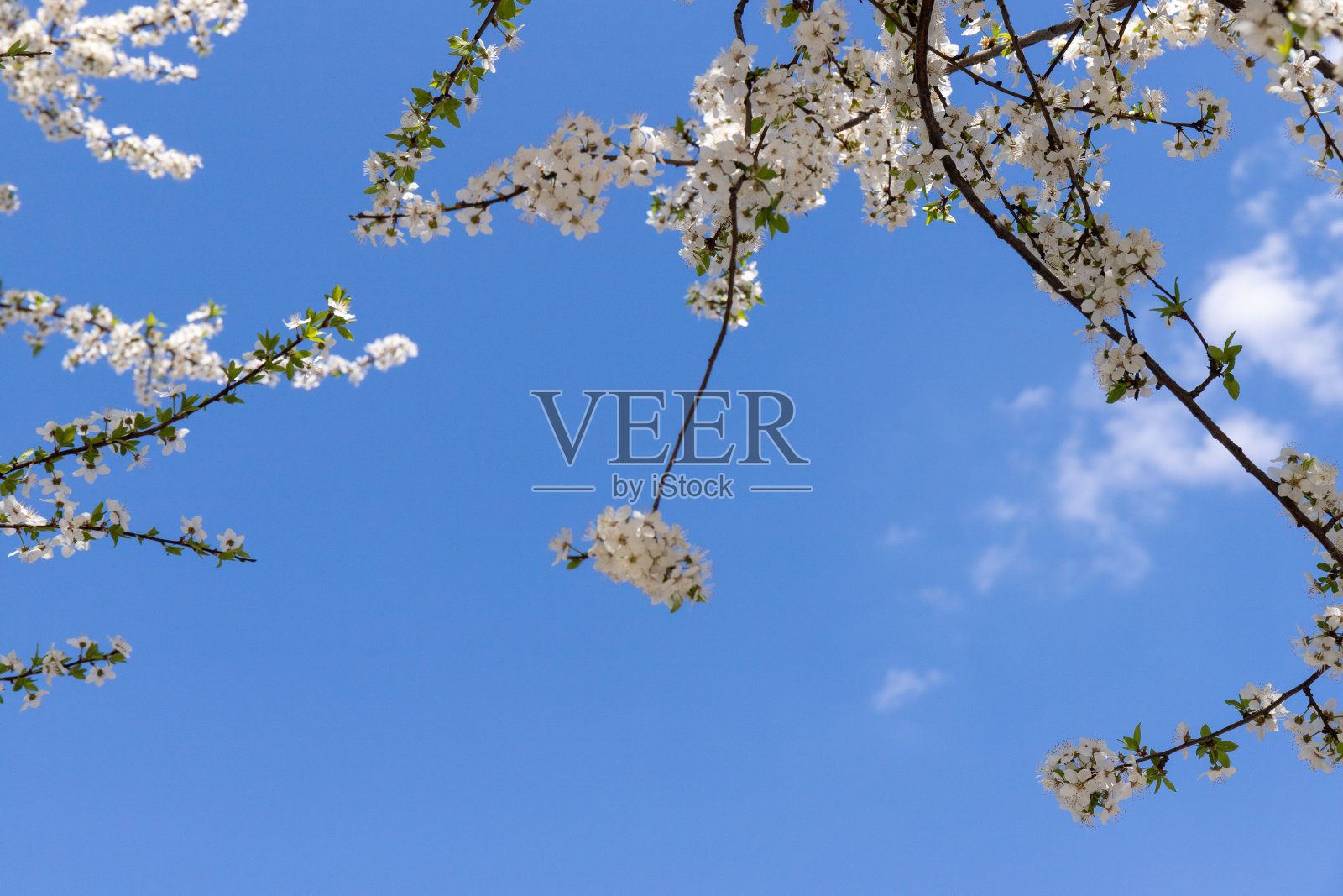 美丽的樱花盛开。美丽抽象的春天背景。照片摄影图片