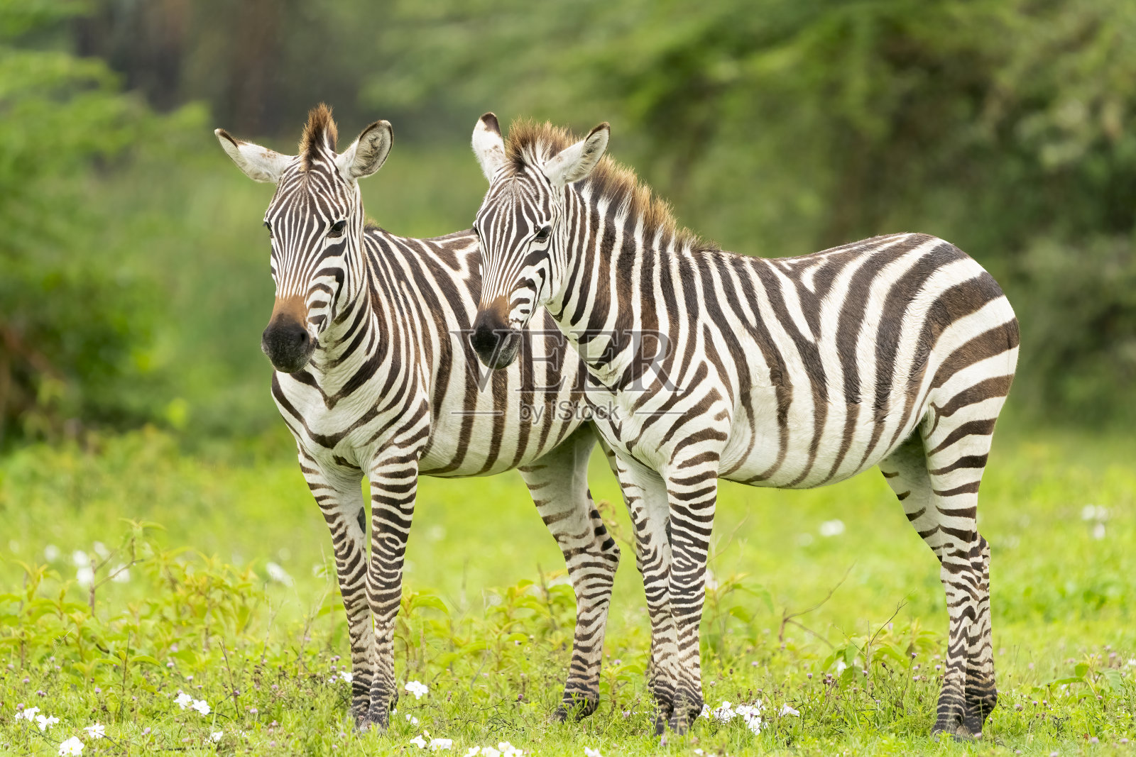 两只斑马并排站在一起照片摄影图片