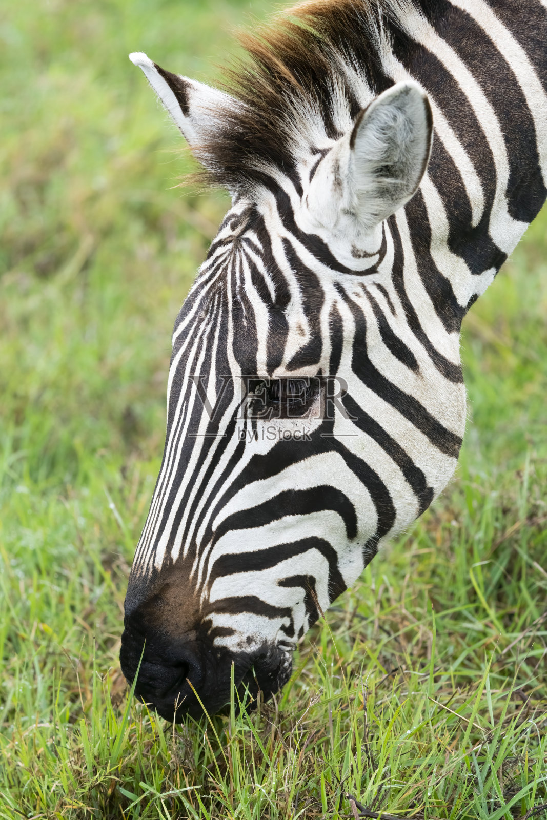 斑马吃草特写照片摄影图片