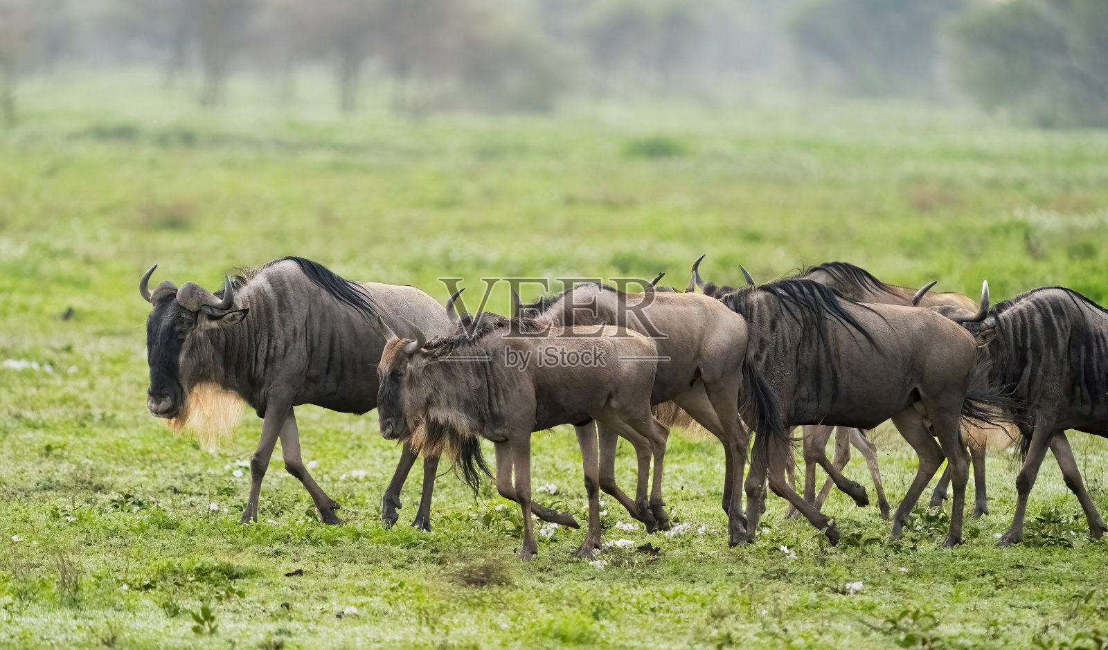 非洲大草原上的角马群照片摄影图片