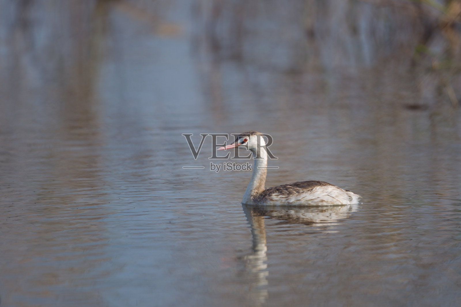 鸭鸟:成年凤头鸊鷉。照片摄影图片