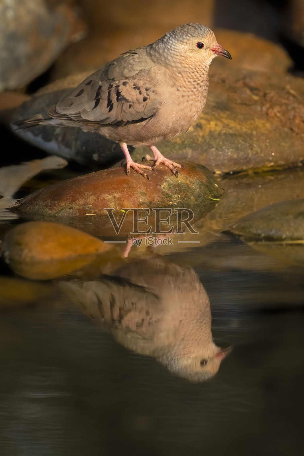 地面鸽子来到池塘喝水。照片摄影图片