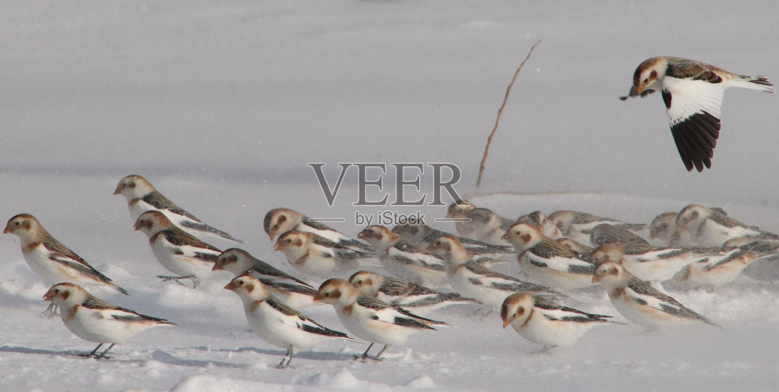 雪鹀照片摄影图片