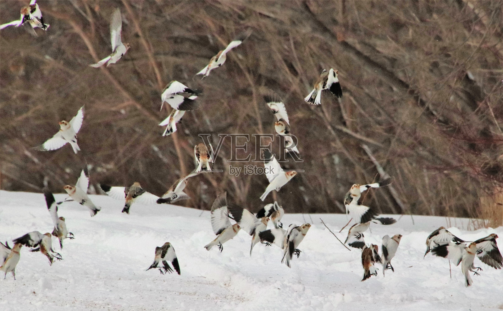 雪鹀照片摄影图片