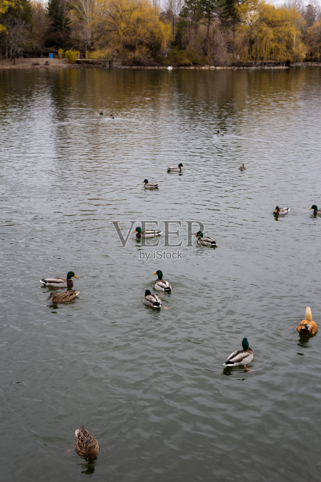 许多不同的鸭子在加泰罗尼亚Puigcerdà的池塘里游泳照片摄影图片