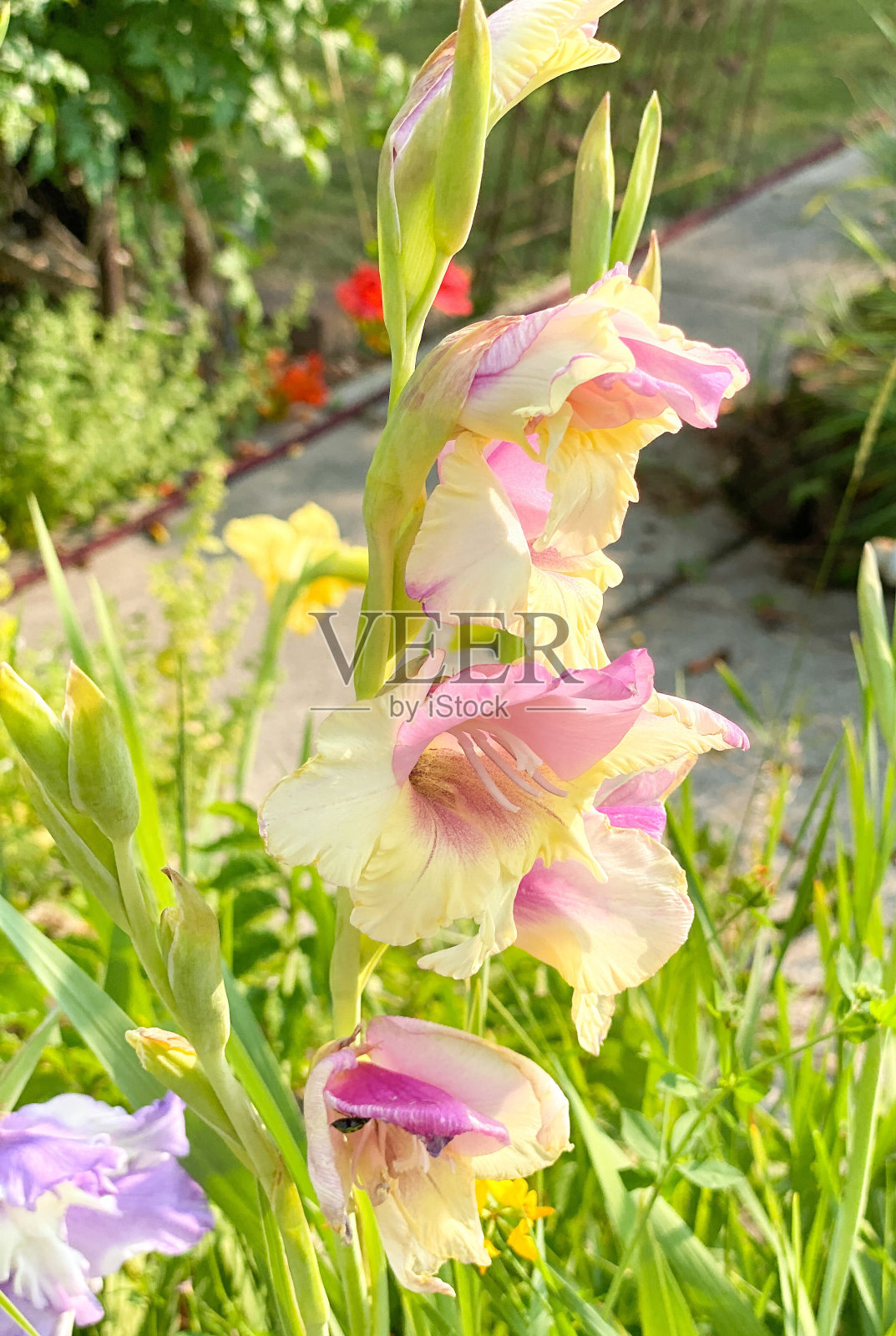 剑兰照片摄影图片