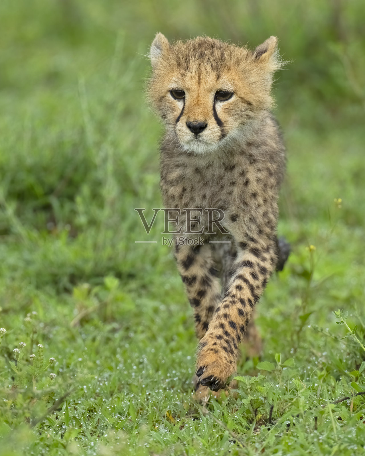 草原上的猎豹幼崽照片摄影图片