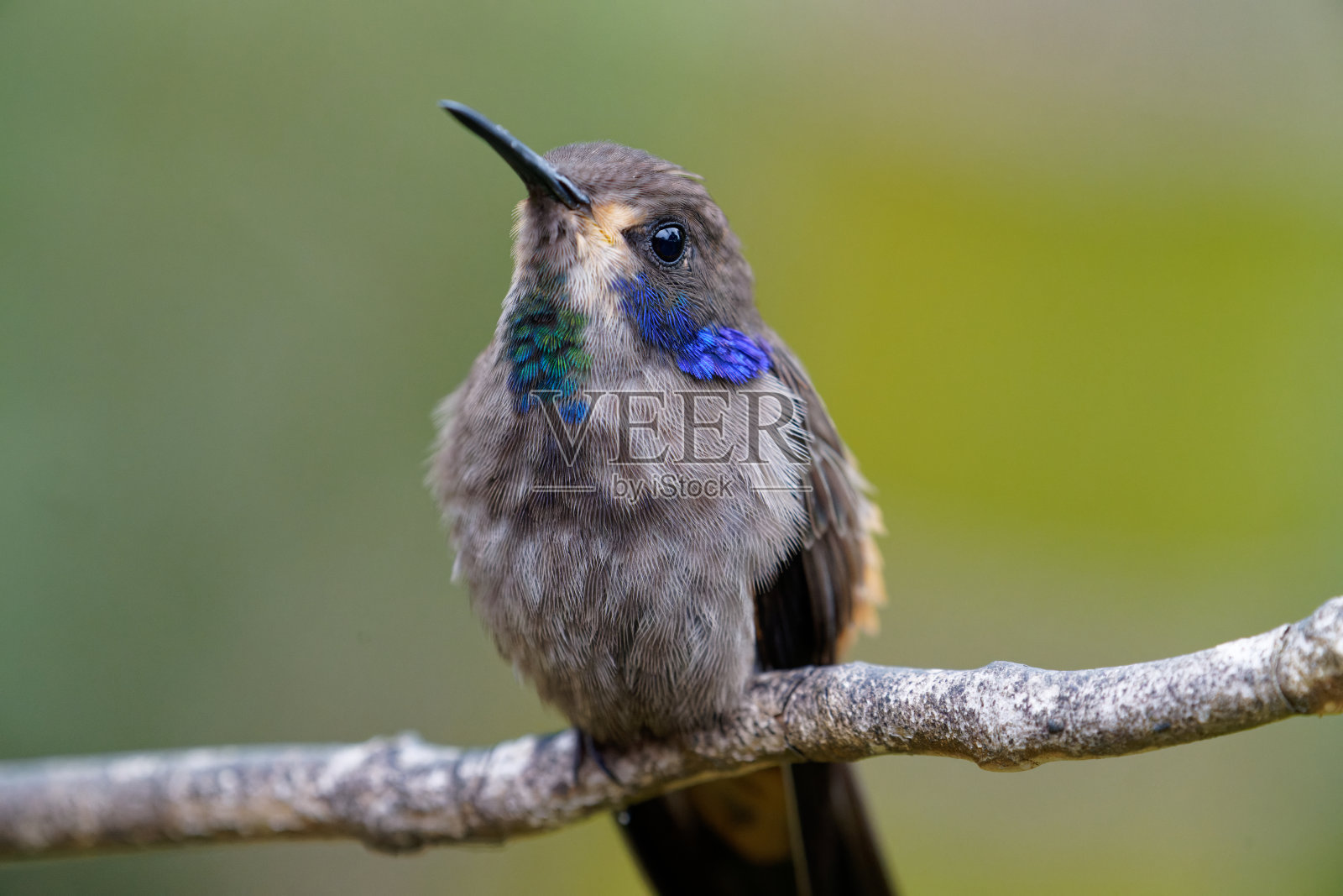 布朗Violetear蜂鸟照片摄影图片