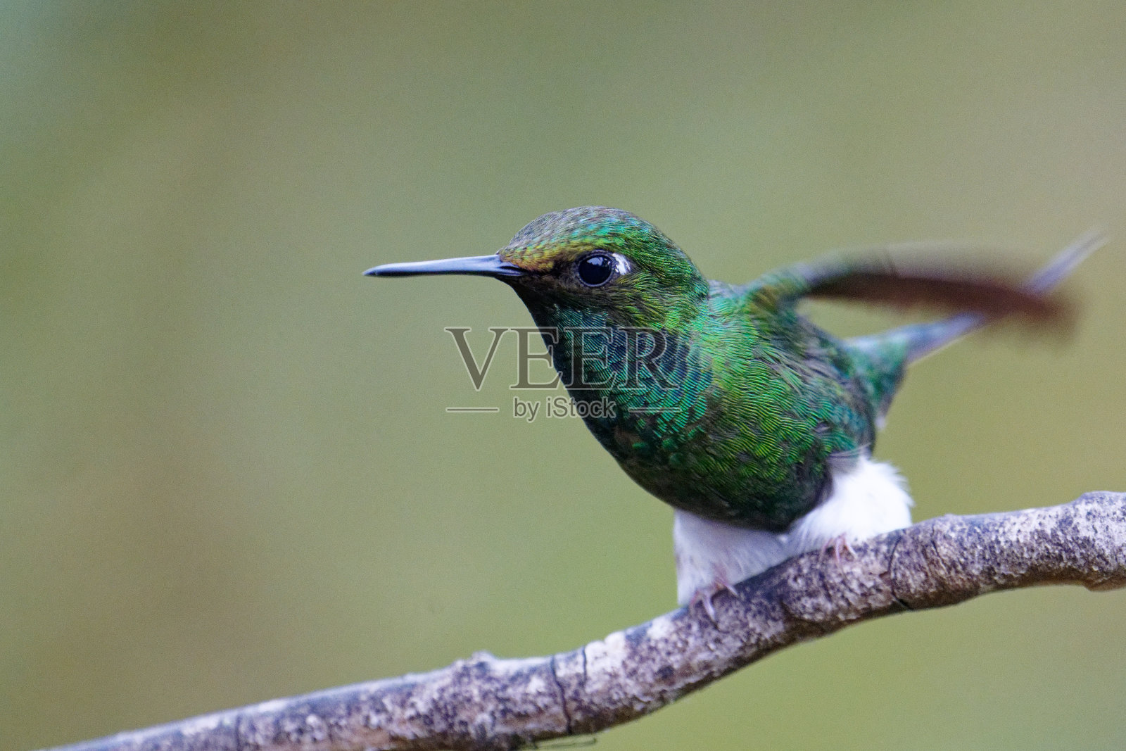 引导Racket-tail蜂鸟照片摄影图片