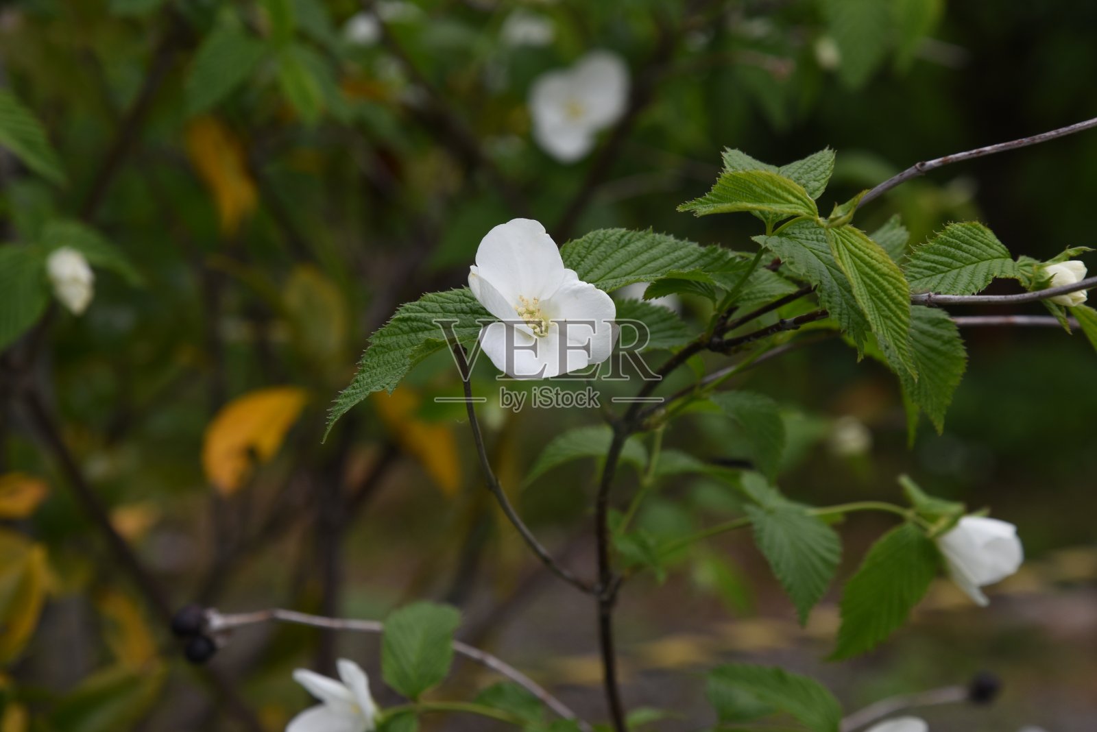 喷珠(Rhodotypos scandens)花。照片摄影图片