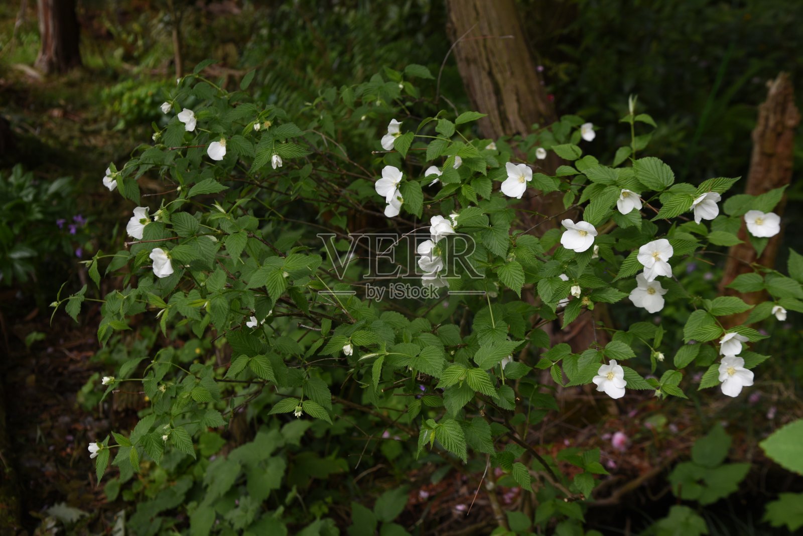 喷珠(Rhodotypos scandens)花。照片摄影图片