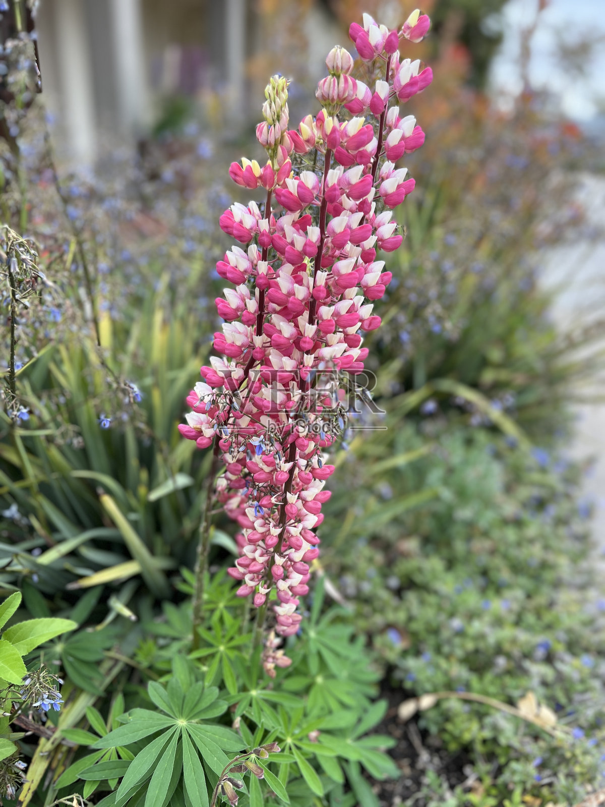 盛开的大叶羽扇豆花照片摄影图片