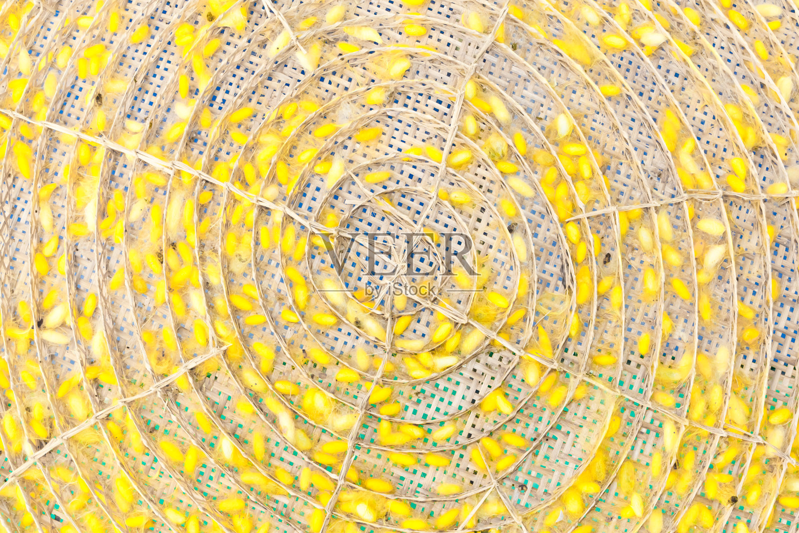 茧照片摄影图片