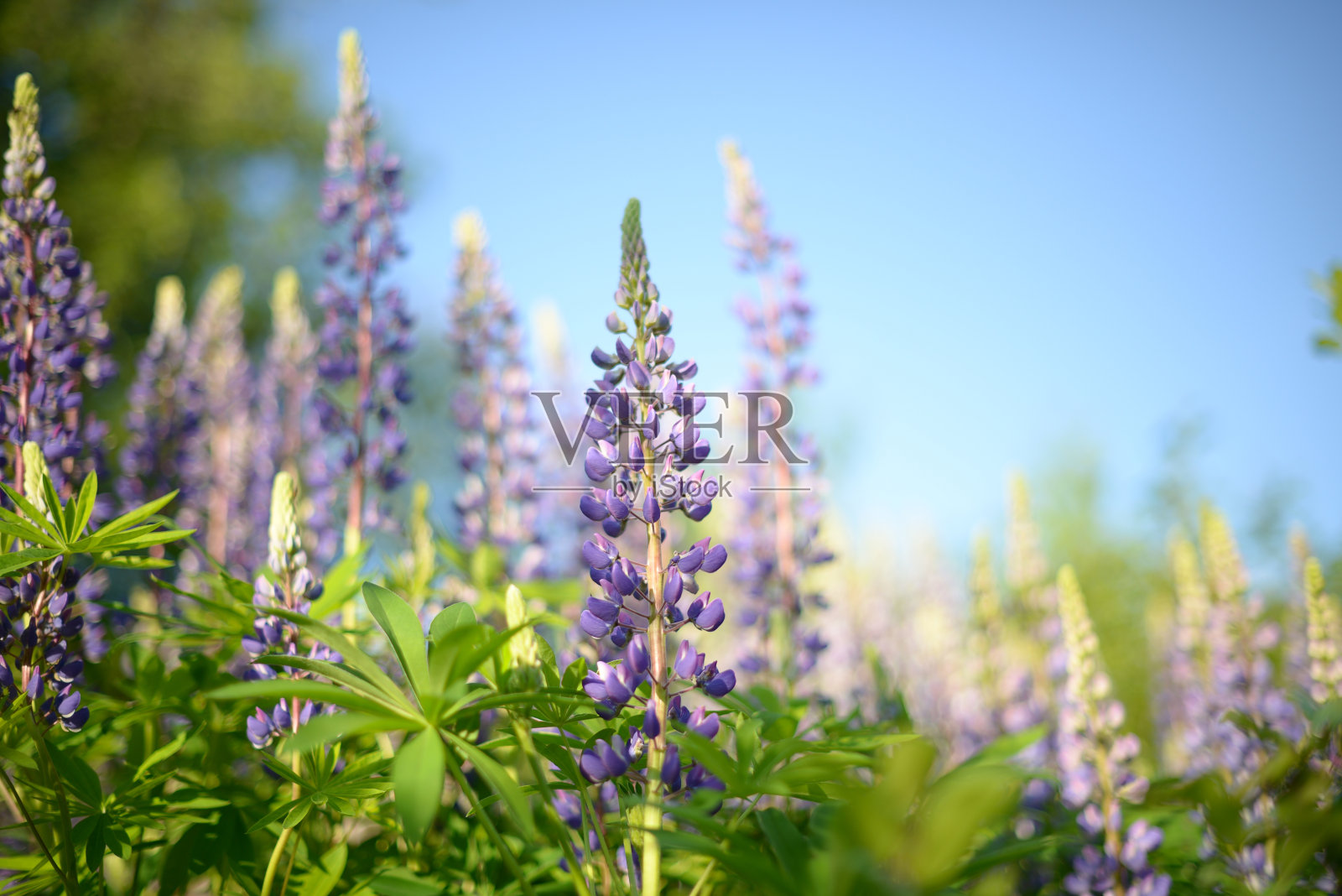 在阳光明媚的日子里，羽扇豆花映衬着蓝色的天空，模糊的背景，一片粉红色、蓝色和紫色的花朵，一片盛开的花园照片摄影图片