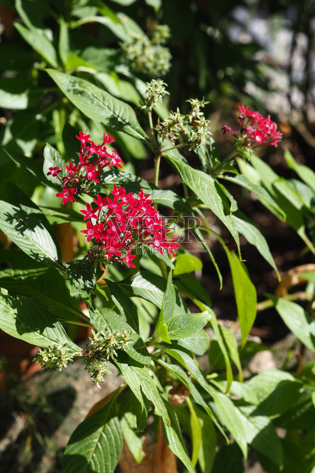 Pentas lanceolata(埃及星团)在公园里照片摄影图片
