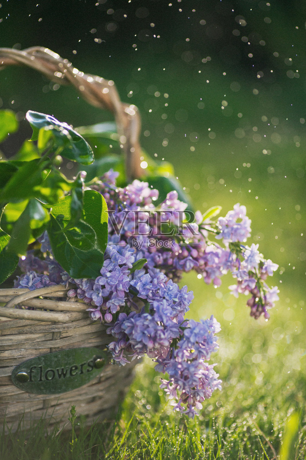 卡。紫色的丁香枝在一个复古的篮子里，上面写着“雨中花”。雨滴在背景上形成美丽的散景。照片摄影图片